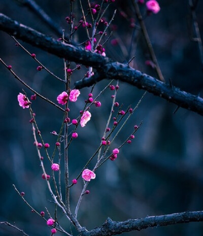 东风才有又西风， 群木山中叶叶空。 只有梅花吹不尽， 依然新白抱新红。