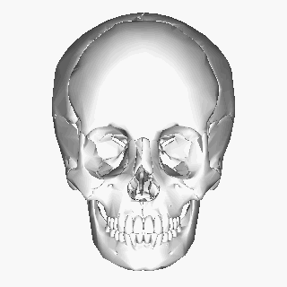 头部骨骼结构参考