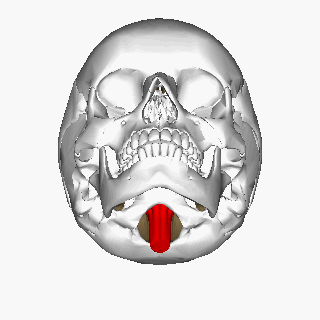 头部骨骼结构参考