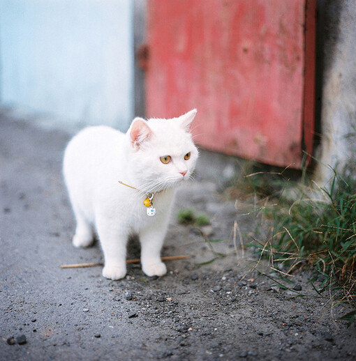 我妈不让养猫、猫猫、猫、萌宠、可爱