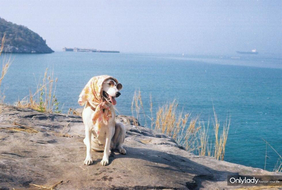 治愈时间 流浪狗 Gluta的暖萌照合辑 流浪狗的问题在各地方仍持续存在且普遍恶化，甚至还听过因为主人翁生了小孩而弃养毛小孩的社会新闻，其实每个事件都有其特殊状况是可以经过事前的讨论，甚至转而寻求专业建议，进而避免更大的灾害发生。 这个好心的女主人某次在街上遇到了这只可爱的狗狗，但不幸的是这只被新主人命名为…