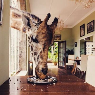 位于肯尼亚内罗毕附近的长颈鹿庄园是世界上唯一一家以长颈鹿为主题的酒店，庄园的主人卡尔哈特雷夫妇以与9只罗特希尔德长颈鹿同住而闻名。每天快到9时的时候，这些长颈鹿就会漫步房前，穿过窗户或者门把脑袋探进房间…