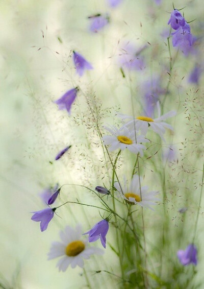 {“琥珀の眸子”}.........花开总有凋谢时