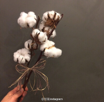 棉花的话语是：珍惜眼前人