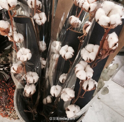 棉花的话语是：珍惜眼前人
