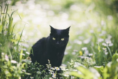 傲慢的黑猫。摄影师Elena Morelli为自己的爱猫luna拍摄的写真。