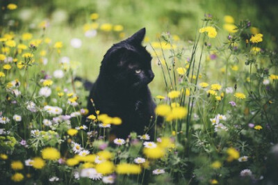 傲慢的黑猫。摄影师Elena Morelli为自己的爱猫luna拍摄的写真。