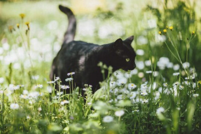 傲慢的黑猫。摄影师Elena Morelli为自己的爱猫luna拍摄的写真。