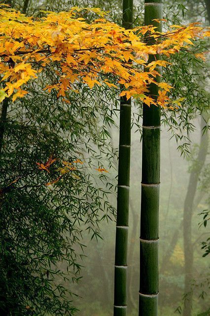 思念太美 如花田细雨