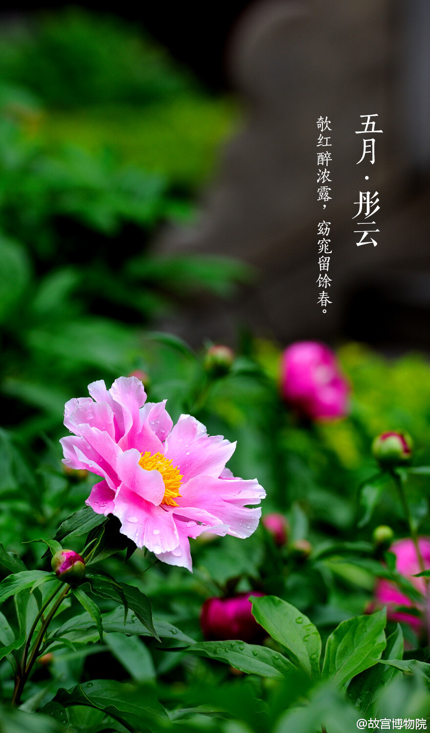 欹红醉浓露，窈窕留馀香#紫禁城岁时#紫禁城中的芍药继承春宠，盛开在春夏之交，似天边绯红，秀逸自然。如果你有“醉对数丛红芍药，渴尝一碗绿昌明”的雅趣，就无需计较它与牡丹谁更艳冠群芳。虽别名“将离”，却为我们带来了万物繁茂的夏日。此时，春已度，赏【五月•彤云】娇婀娜。