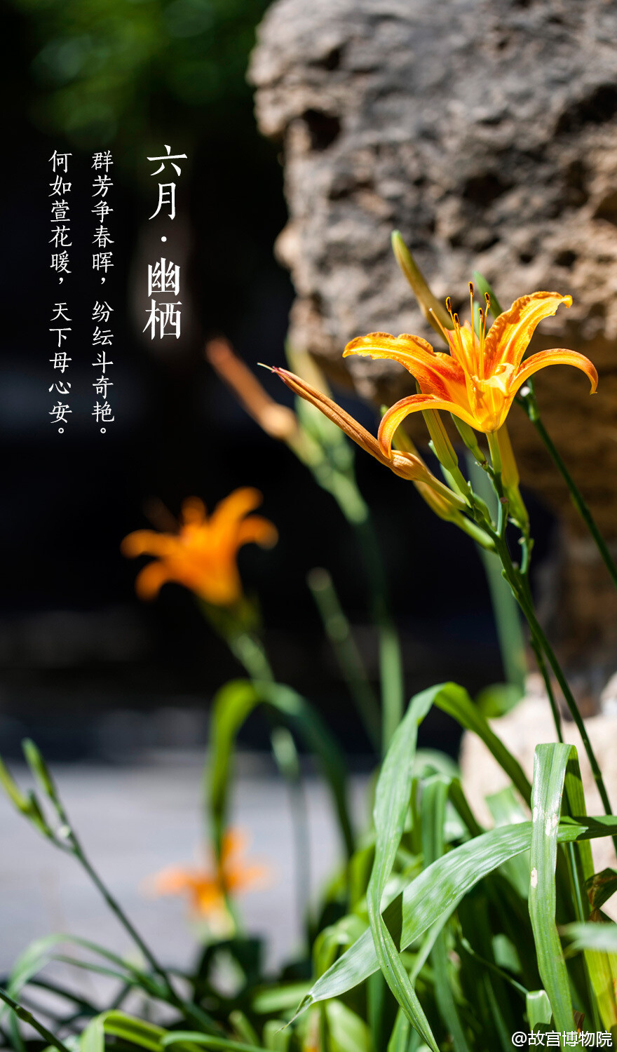 群芳争春晖，纷纭斗奇艳。何如萱花暖，天下母心安。#紫禁城岁时#虽然在北方没有“连雨不知春去，一晴方觉夏深”的感受，但六月的京城，也渐渐地炎热起来。紫禁城过了花季，归于平静，植被迎来了繁茂的生长，零星的小花点缀枝头。避于荫下，享【六月•幽栖】，不禁感叹：“人皆苦炎热，我爱夏日长。”