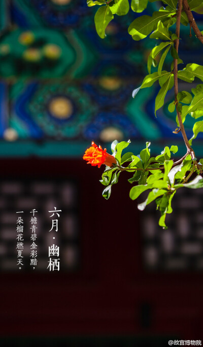 千檐青碧金彩黯，一朵榴花燃夏天。#紫禁城岁时#虽然在北方没有“连雨不知春去，一晴方觉夏深”的感受，但六月的京城，也渐渐地炎热起来。紫禁城过了花季，归于平静，植被迎来了繁茂的生长，零星的小花点缀枝头。避于…