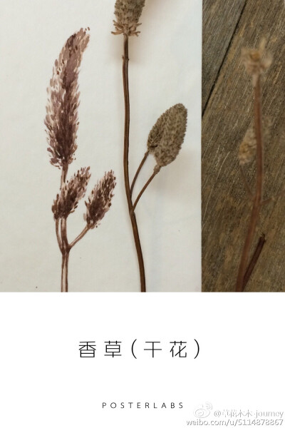 手绘植物，干香草，#草花木木# #认植物#