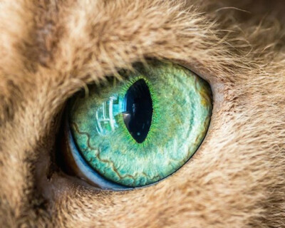 来自美国摄影师Andrew Marttila拍摄的猫咪的眼睛摄影作品，第一次这么近距离的欣赏猫咪的眼睛，猫之瞳，棒棒哒