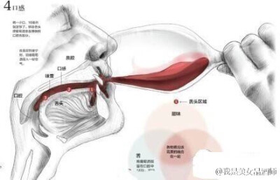 【九张图为你完全解析葡萄酒品尝的知识】完美??！