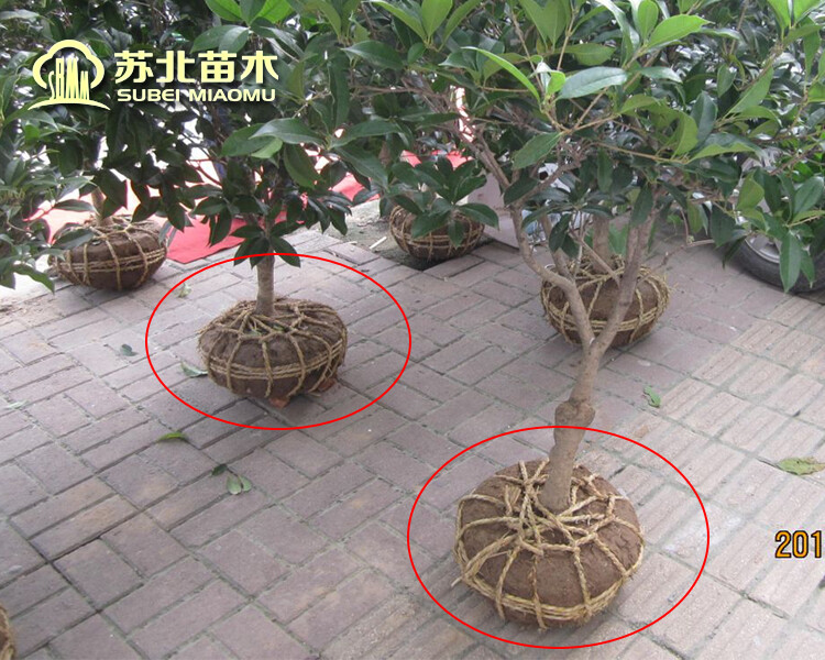 流苏嫁接盆栽桂花树苗四季桂状元红丹桂沉香日香朱砂金桂植八月银