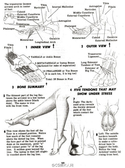 脚部绘制参考