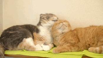 350_197gif 动态图 动图