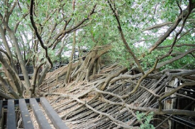 安平树屋是台南的一个旅游景点，这个建筑原本是“德记洋行”的一所外贸仓库，它周围的多株老榕树经过近百年的盘踞，形成了“树以墙为干、屋以叶为瓦”的天然奇景。在台南市政府将其清扫修整为一处旅游景点之前，这里…