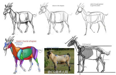 山羊绘制参考