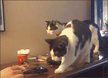 后边那个，你丫反应也太大了吧哈哈哈哈哈