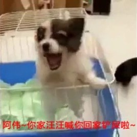 这群喵汪已经成精了！哈哈哈，好强大的语言天赋，要把他们上交给国家！O秒拍视频