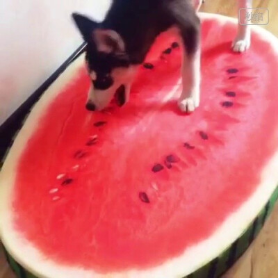 主人买了个西瓜垫子，二哈以为是真的，啃个不停。。。O秒拍视频