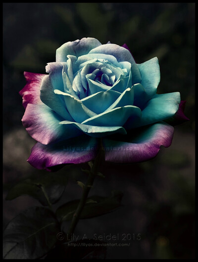 一位外国摄影师利用自己的拍摄技巧和一些技术，制作出来的玫瑰花简直美翻了