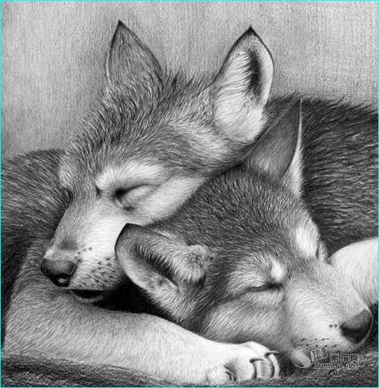 逼真写实动物绘画彩铅作品欣赏32张