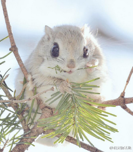 日本一位摄影师在北海道拍到的野生小飞鼠，真是萌爆了！
