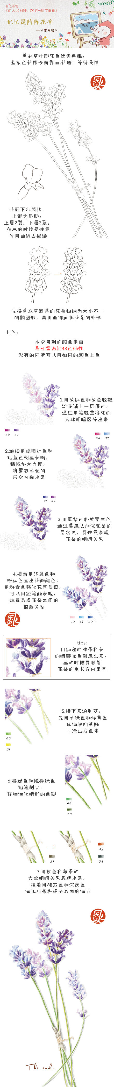 #每天10分钟，跟飞乐鸟学画画#闻着薰衣草的花香，记起回忆的美好。薰衣草一簇簇小朵的花瓣要怎么刻画呢，注意前实后虚哦~