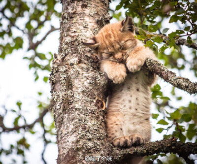 近日，在挪威Langedrag自然公园，摄影师记录下了猞猁一家子的悠闲时光，一个小家伙儿站在树上抱着树枝就这么睡着了……