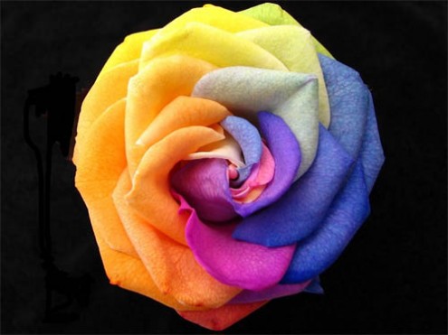 rose-of-many-colours1