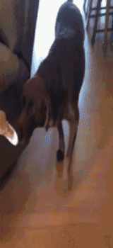 是这样的，养狗的家庭，在有宝宝诞生时，有种比较科学的做法是主人先拿宝宝用过的衣物给汪多闻闻，让汪先熟悉了宝宝的气味，从而顺利的接纳宝宝。网友IAmNotEntertained就是这么做的，家里汪第一次闻宝宝的衣服时，反应如下......哈哈哈哈都别劝了，这辈子注定没法愉快的做朋友啦......