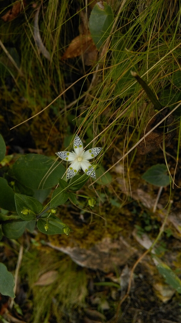 龙胆科 獐牙菜 Swertia bimaculata