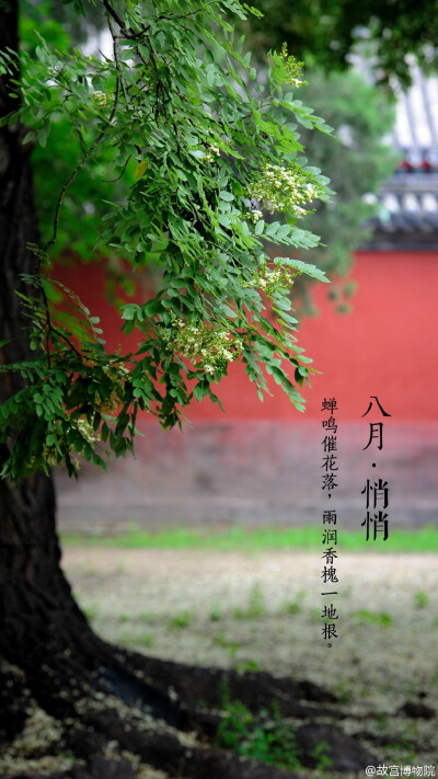 蝉鸣催花落，雨润香槐一地根。#紫禁城岁时#悄悄的，寿康宫的梨树结了满树的梨子，火红的石榴花变成了饱满的石榴，大大的枣子缀满了枝头……槐花因一场大雨铺满了地，爬山虎奋力地够到了夏天的尾巴……就这样，秋天在…