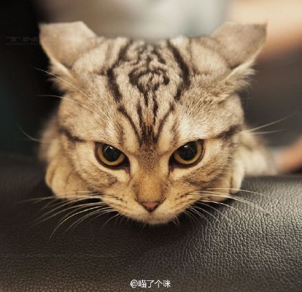 这就是吓（meng）坏无数铲屎官的飞机耳！据说猫咪摆出飞机耳是在练习如何飞向喵星球……