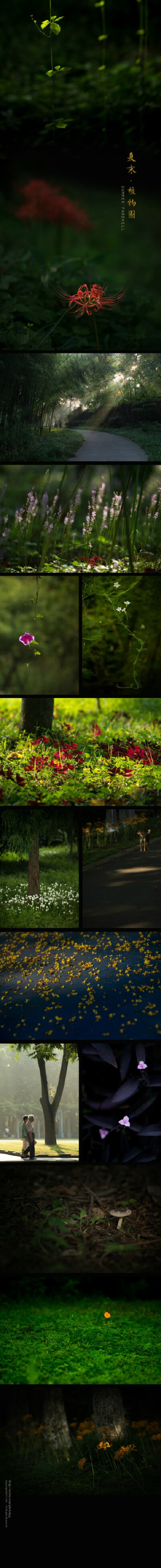 转眼夏末，世界渐渐安静下来。「2015年9月，南京，中山植物园」葎草、彼岸花、麦冬、朝颜、茑萝、紫叶酢浆草、葱兰、栾树花、紫竹梅、硫磺菊、忽地笑。用这些安静又美好的小花小草，和夏天挥手告别。