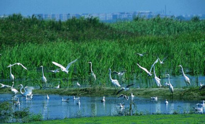 双台河口自然保护区