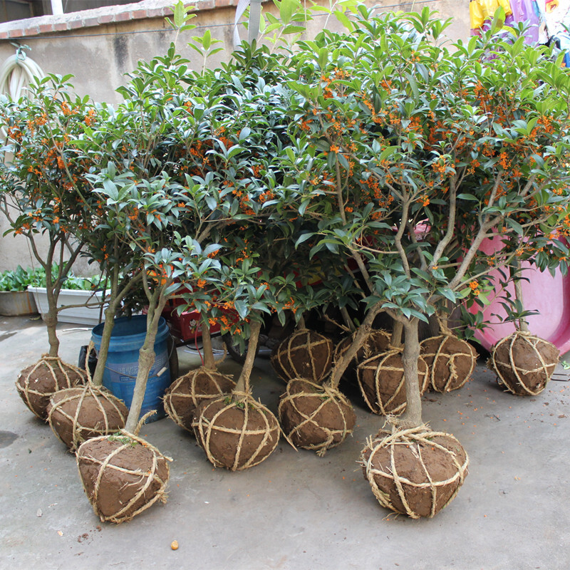 包邮 正宗流苏嫁接桂花树苗 金桂 沉香桂 丹桂等 庭院植物 可盆栽