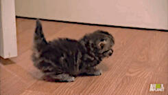 小短腿的世界你们不懂