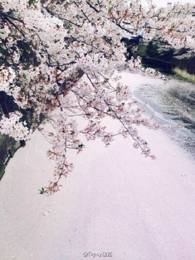 樱花河┃每年樱花季末之时,满树的樱花在风吹之下花瓣漫天飞舞，飘落并洒满在河面之上，逐渐形成另一片粉红色的世界.....