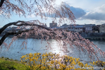 樱花季