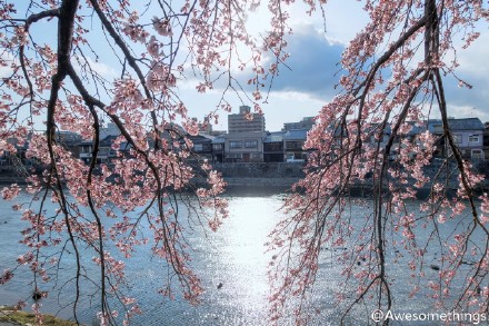 樱花季