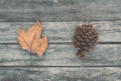 crunched-leaves: autumn blog