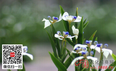 如何给兰花施肥，施什么肥好