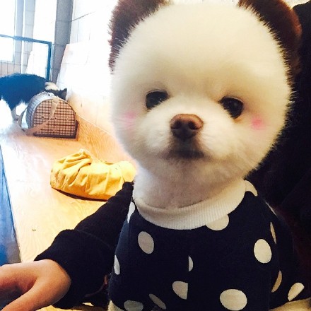 萌出血的小博美，涂上了腮红，粉粉嫩嫩哒