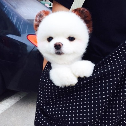 萌出血的小博美，涂上了腮红，粉粉嫩嫩哒