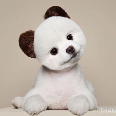 萌出血的小博美，涂上了腮红，粉粉嫩嫩哒