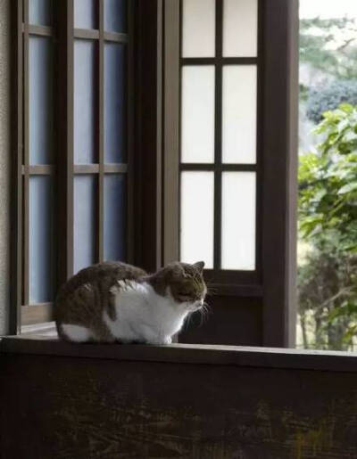 想要一个有猫的窗，然后发着呆，度过慵懒的午后。